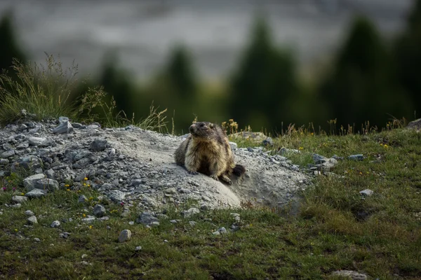 An alpine marmot rests at the edge of its burrow on a gravel mound surrounded by alpine grass and wildflowers.