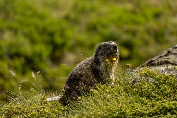 An alpine marmot sits upright in green alpine vegetation beside a small yellow flower, its fur lit by the sun.