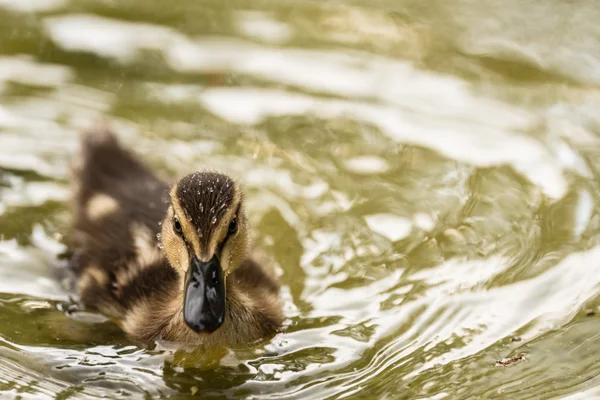 A mallard duckling swims toward the camera across rippled green water, droplets beading on its downy head.