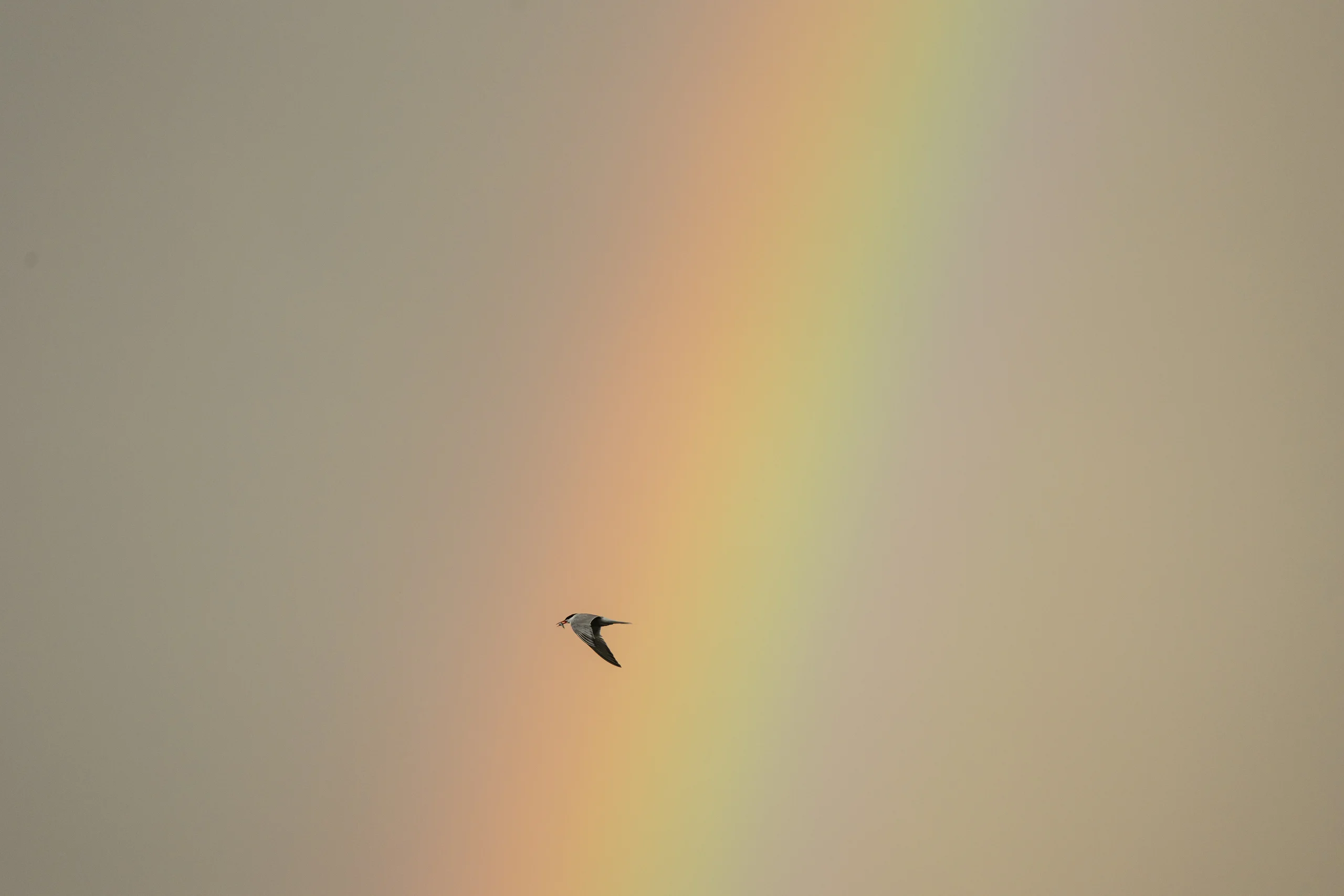 A common tern flies across a soft rainbow band with a small fish held in its bill.