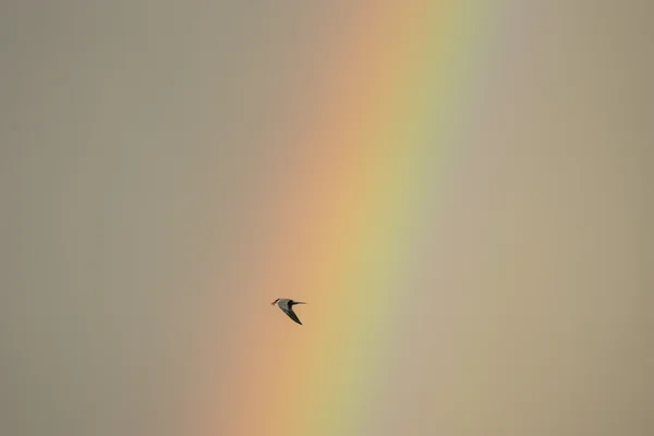 A common tern flies across a soft rainbow band with a small fish held in its bill.