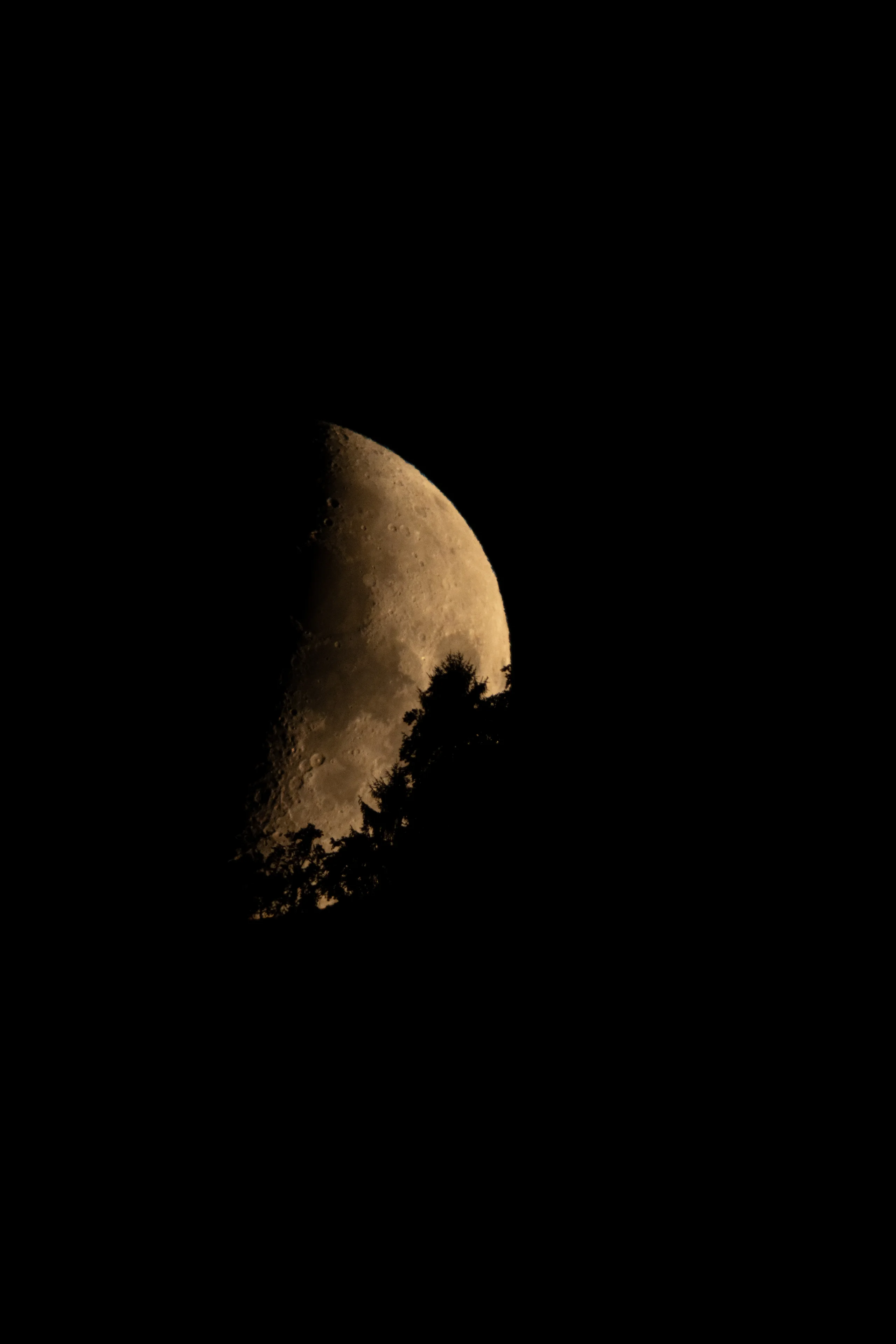 A warm half moon shows its cratered terminator behind the silhouetted top of a conifer against a black sky.