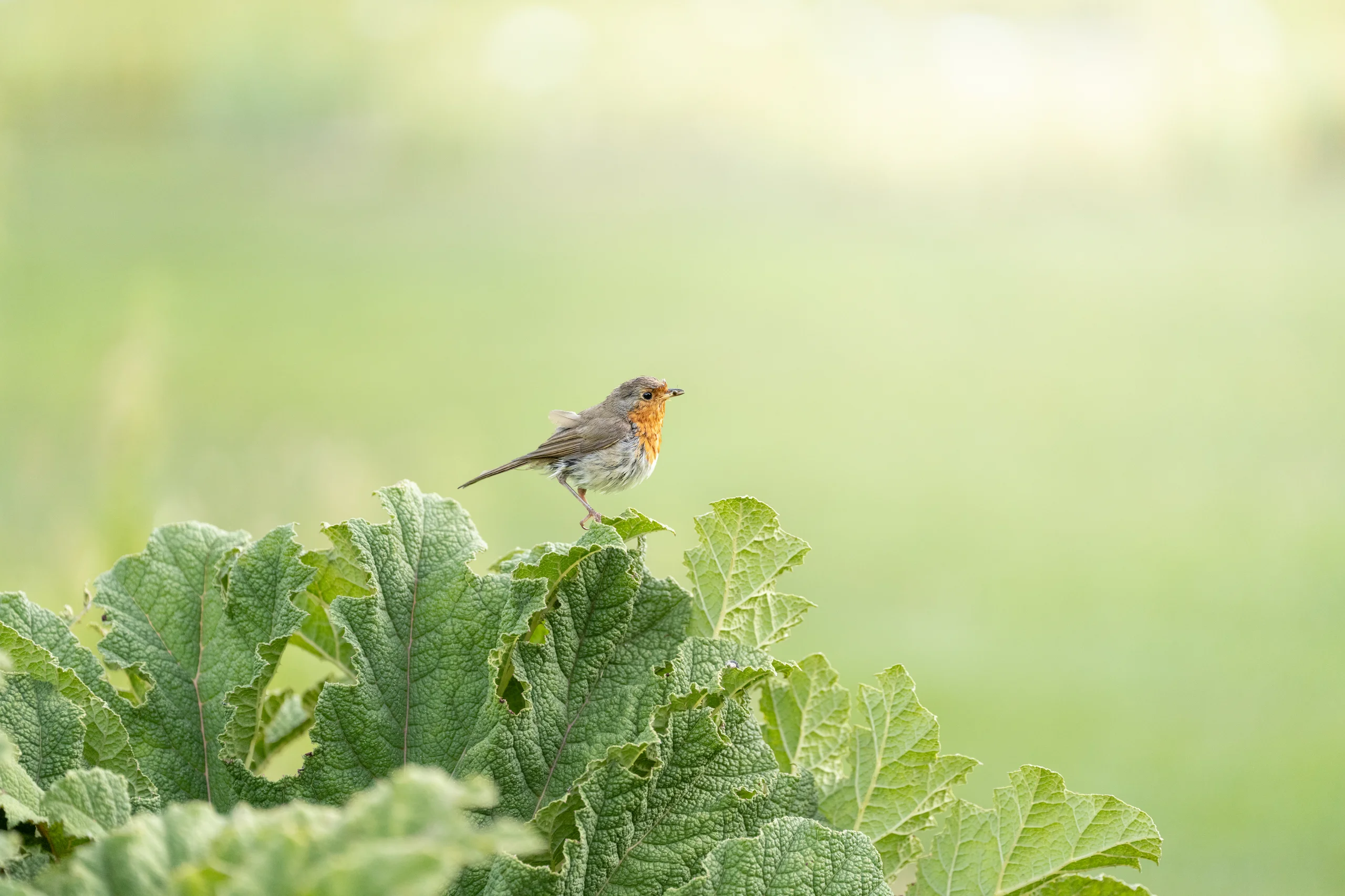 A European robin perches on the edge of a large leaf with a small insect in its bill against a soft green background.