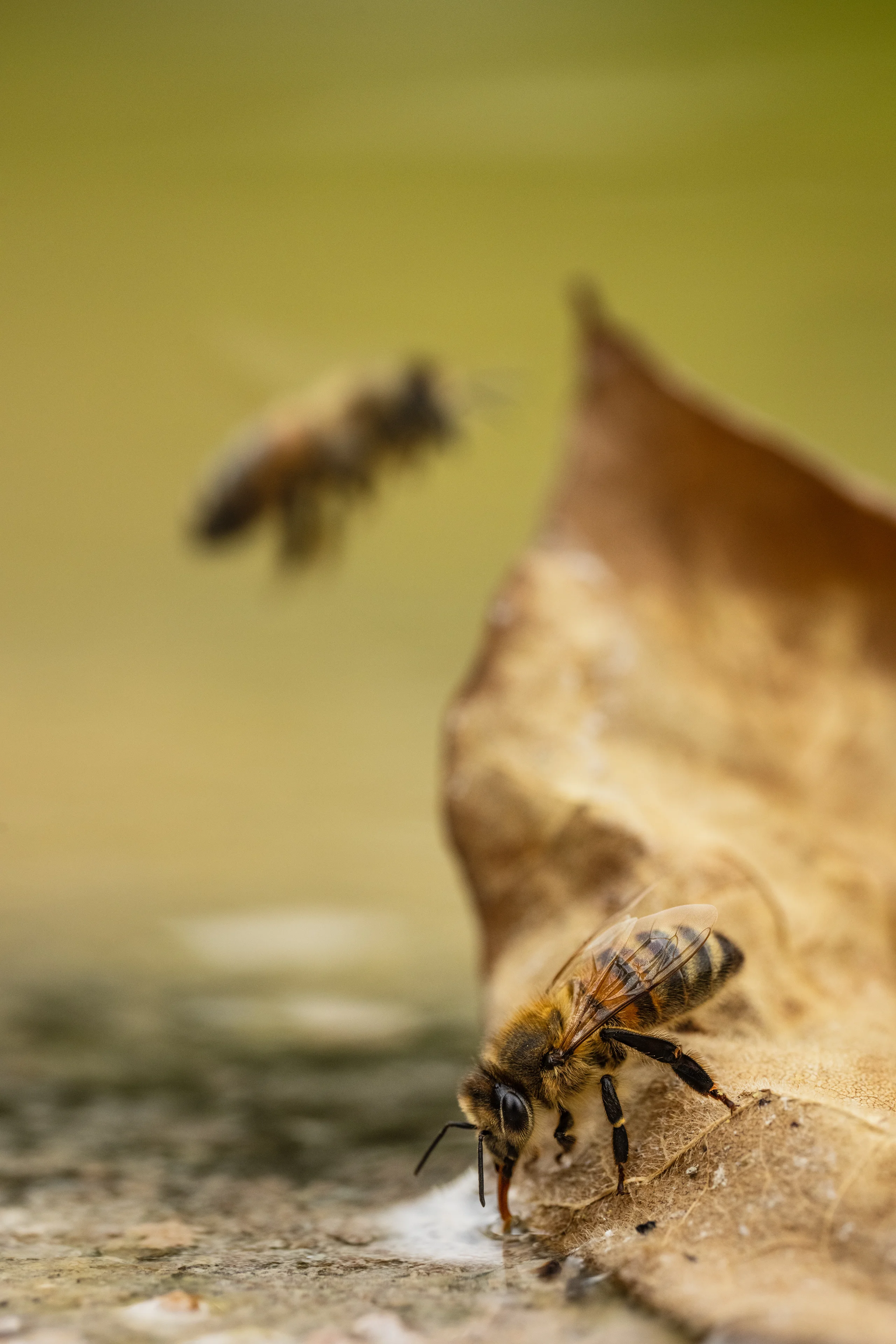 A western honey bee drinks at the water edge on a dried leaf as another bee flies past behind it.